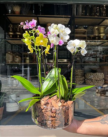 Jardim de mini orquideas