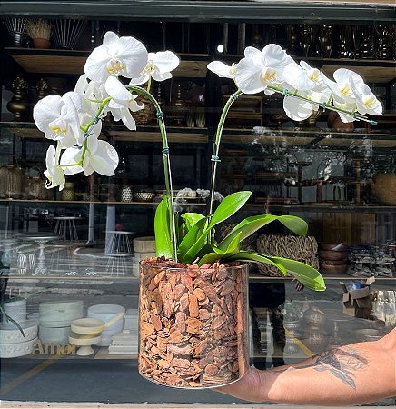 Dupla de oquideas Sofisticadas