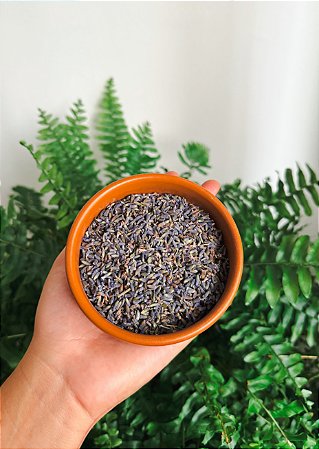 lavanda extra azul importada in natura