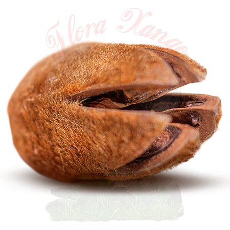 FAVA DE OBARA