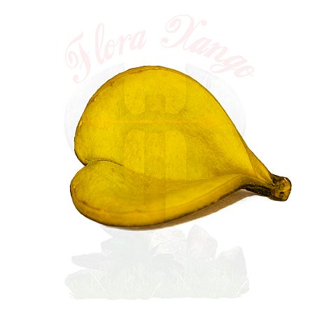 FAVA DE OXUM
