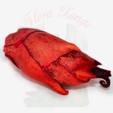 FAVA DE POMBA GIRA
