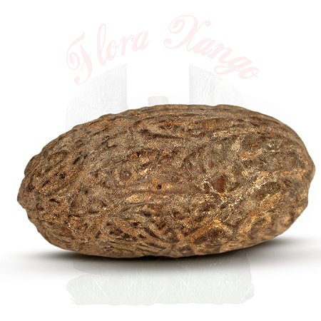FAVA ESCROTO DE EXU