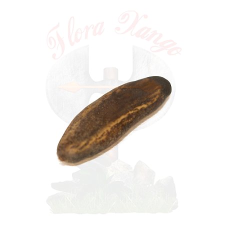 FAVA DE OXUMARE