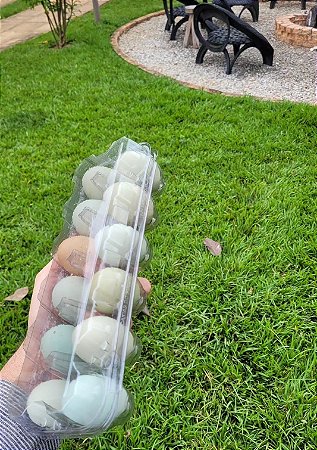 DUZIA Ovos Férteis GLC ( Só Azuis)