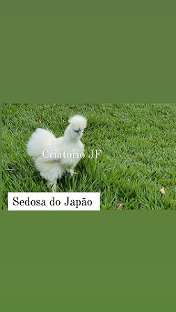 20 - OVOS - MIX  SURPRESA - GALINHAS ORNAMENTAIS