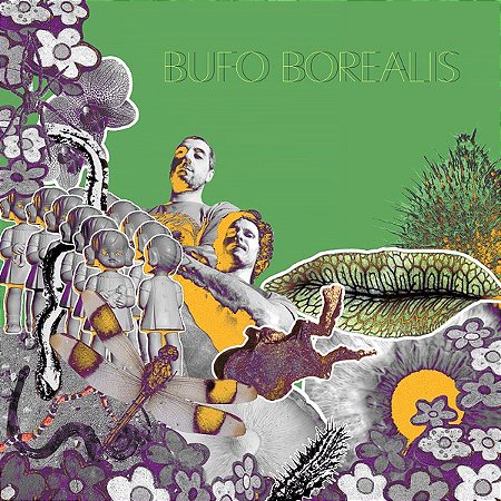 BUFO BOREALIS - PUPILAS HORIZONTAIS - CD