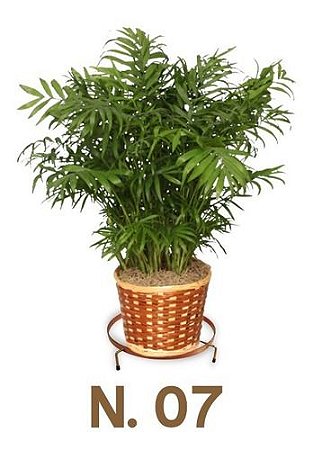 Suporte Rasteiro Para Vasos N 07