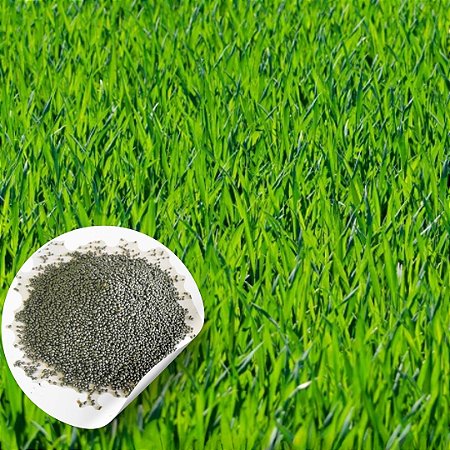 Semente Grama São Carlos