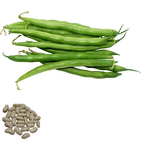 Semente Feijão Vagem