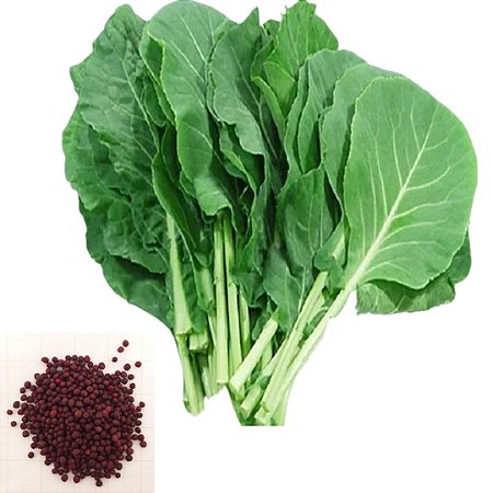 Semente Couve Manteiga