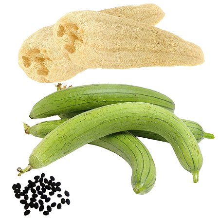 Semente Bucha Vegetal