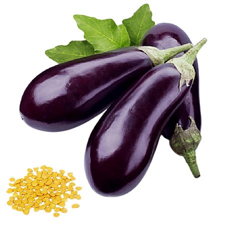Semente Berinjela