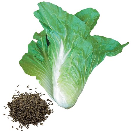 Semente Almeirão Pão de Açucar