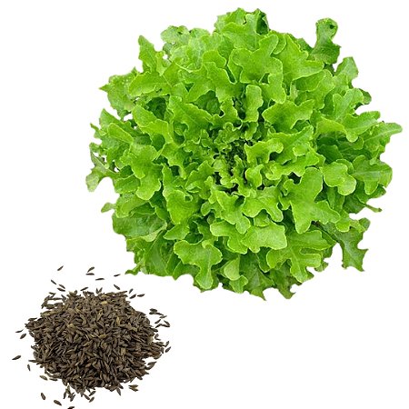 Semente Alface Mimosa