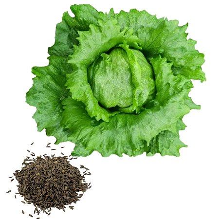 Semente Alface Americana