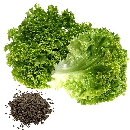 Semente Alface Crespa