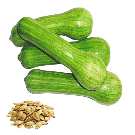 Semente Abóbora Menina Brasileira