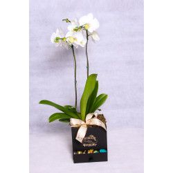 Orquídea em caixa box quadrada