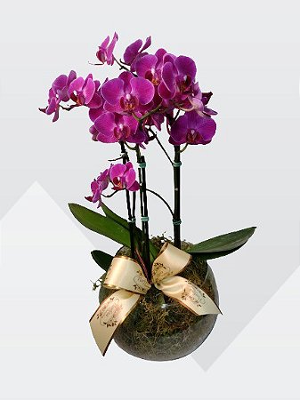 mini orquidea em aquário de vidro