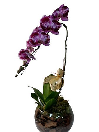 orquídea cascata exótica vinho