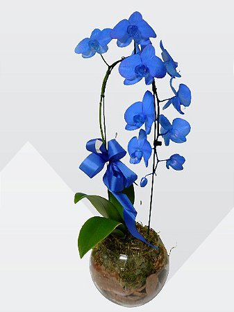 orquídea phalaenopsis azul - Flor Fina