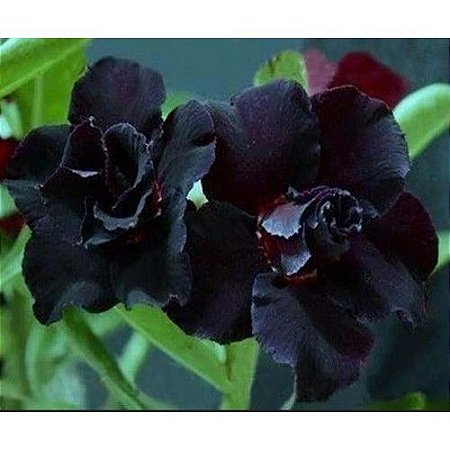 Sementes Rosa do Deserto Flor Negra - La Storedecor - lar & decoração