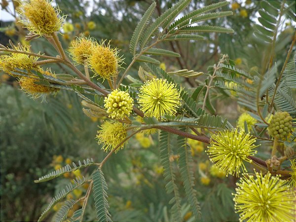 Bracatinga - Mimosa scabrella - sementes