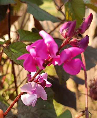 Feijão Lablab Roxo-  Lablab purpureus - 15 sementes