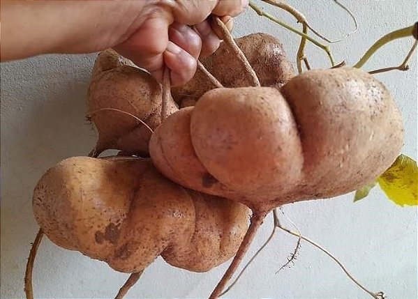 Feijão Batata -  Pachyrhizus tuberosus