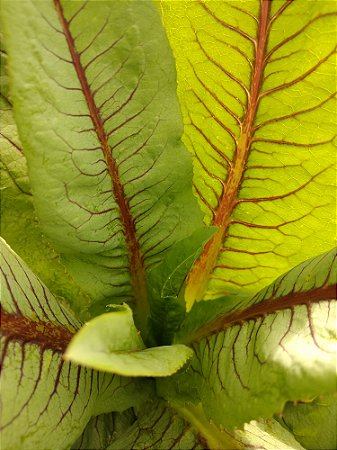 Almeirao Roxo - Lactuca canadensis