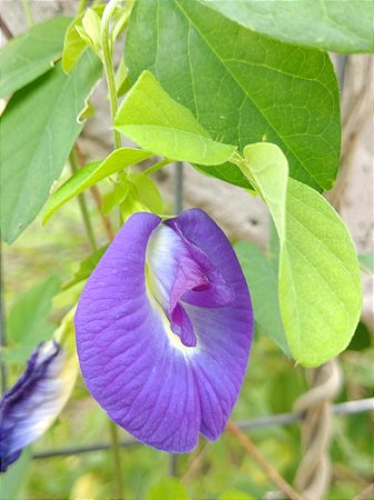 Flor Fada Azul - Clitoria ternatea