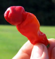 Pimenta Peter - Capsicum annuum