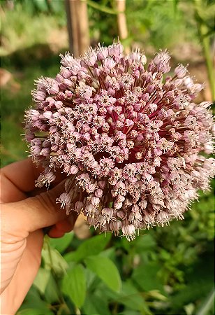 Alho Cavalo (Alho Gigante) - Allium ampeloprasum