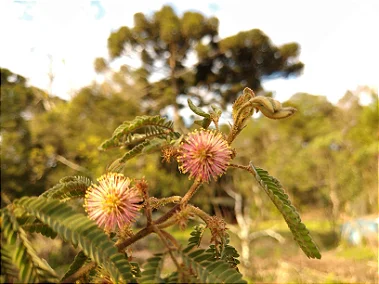 Bracatinga-de-Campo-Mourão   -  (Mimosa flocculosa)