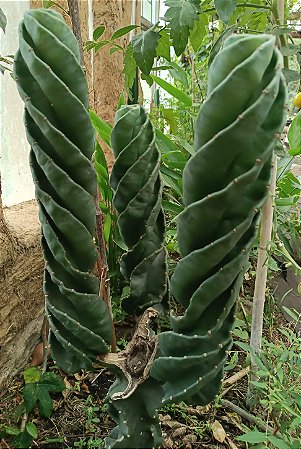 Cacto Parafuso – Cereus forbesii spiralis - estaca