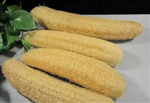 Bucha Vegetal – Luffa cylindrica - sementes