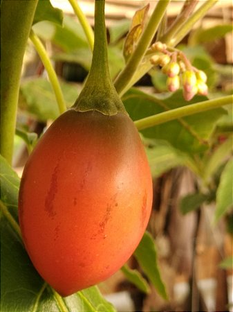 Tomate arbóreo, Tamarillo - Solanum betaceum - sementes e mudas
