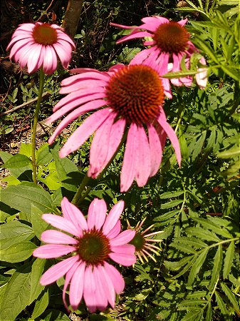 Equinácea ou Flor-de-Cone-Roxa - (Echinacea purpurea)
