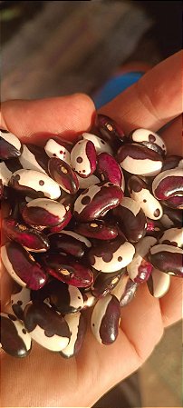 Feijão Pipoca - Ñuña dos Andes (Phaseolus vulgaris subsp. nunas)