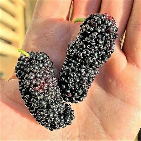 Amora Italiana Gigante