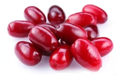 Muda De Fruta Do Milagre Produzindo