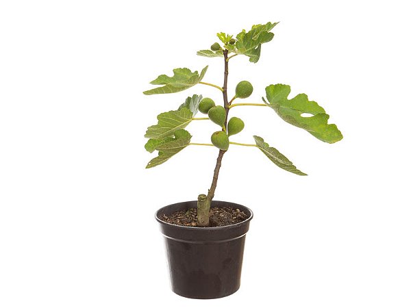 Muda De Figo Roxo De Valinhos Produzindo