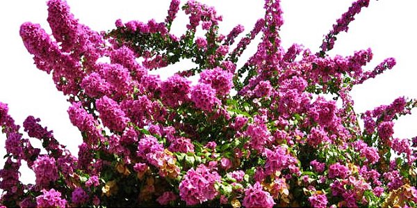 Muda De Primavera Bougainvillea Rosa A+ Para Florir Jardim - Boni Store