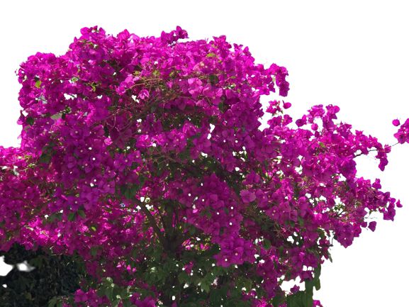 Muda de Primavera Bougainvillea Roxa