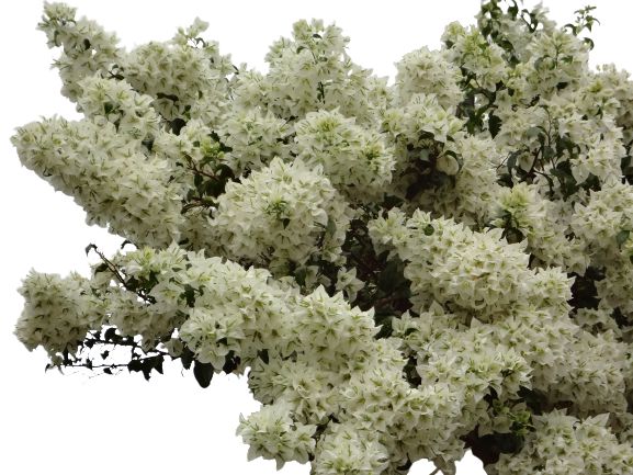 Muda de Primavera Bougainvillea Branca Para Florir