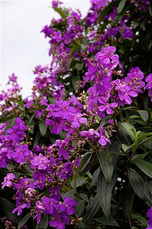 Quaresmeira Roxa