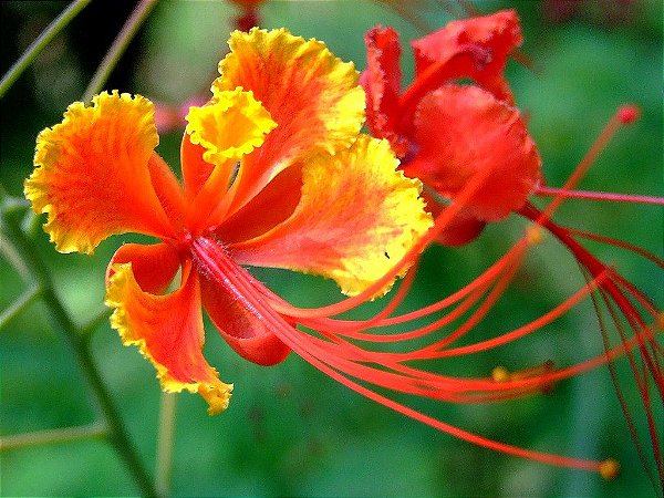 Muda De Lindo Flamboyant Mirim Vermelho Ideal Para Jardins Boni Store 3125