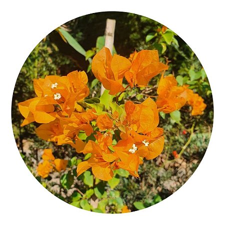 Muda de Primavera Bougainvillea Laranja