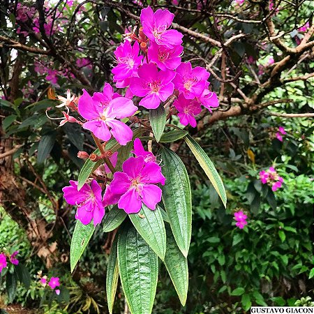 Quaresmeira Rosa Legítima